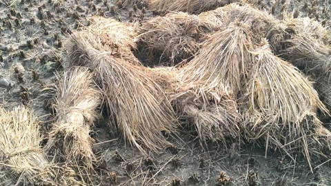 Rice stalk tied up bundle in the field. Vidéo 322951485