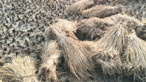 Rice stalk tied up bundle in the field. Stockbeeldmateriaal 322951486