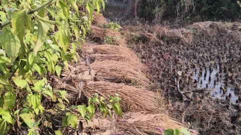 Rice stalk tied up bundle in the field. Видео 322951487