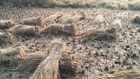 Rice stalk tied up bundle in the field. Видео 322951488