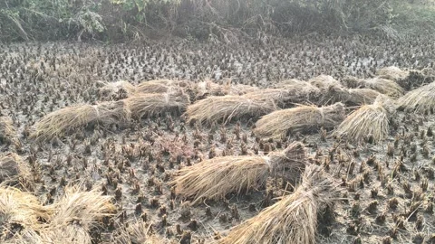 Rice stalk tied up bundle in the field. Vidéo 322951490