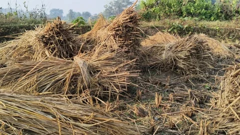 Rice stalk tied up bundle in the field. 库存影片 322951495