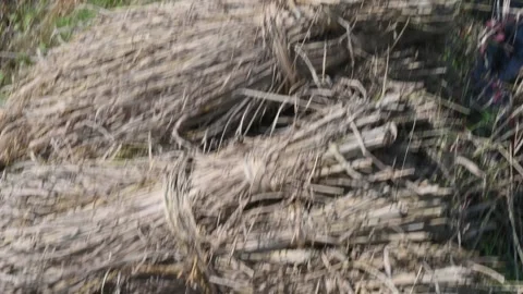 Rice stalk tied up bundle in the field. 库存影片 324119229