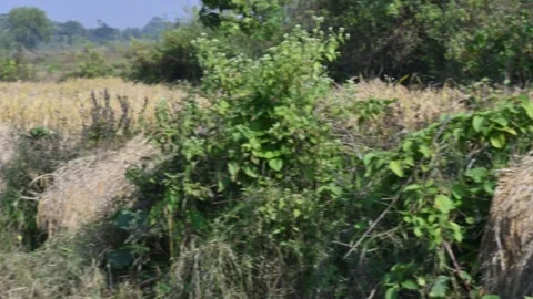 Rice stalk tied up bundle in the field. Видео 324119287