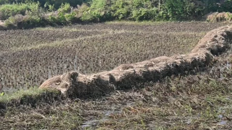 Rice stalk tied up bundle in the field. Видео 324704438