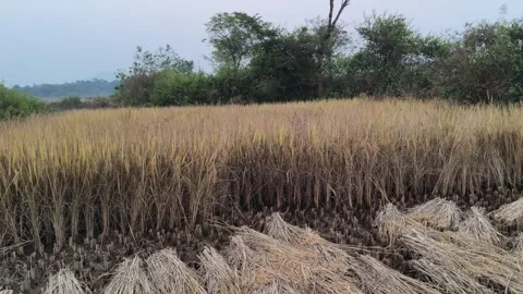 Rice stalks in the field. 库存影片 323359060