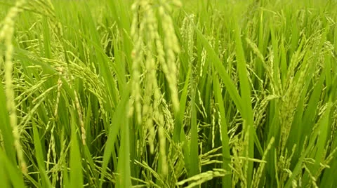 Rice stalks Video stock 24698052