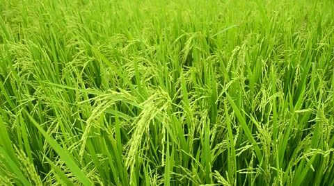 Rice stalks Video stock 24698345