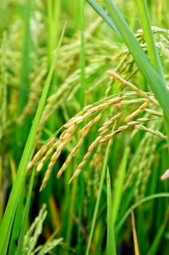 Rice stalks Stock Photos