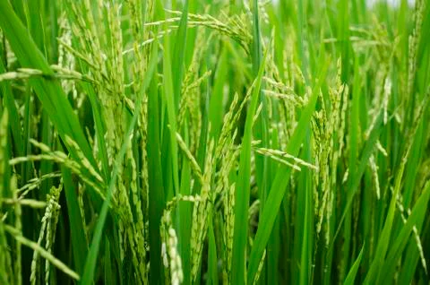 Rice stalks Stock Photos