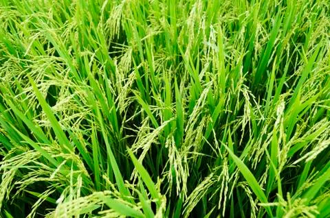 Rice stalks Foto stock