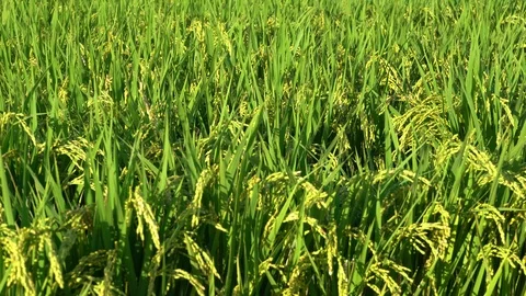 Rice stalks swaying in the wind, 4K, han... | Stock Video | Pond5