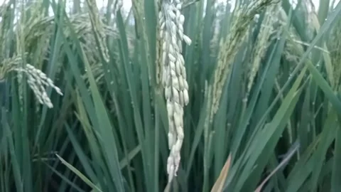 Rice starting to grow Stock Footage 209169661