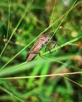 Rice stink bug on the grass Stock Photos