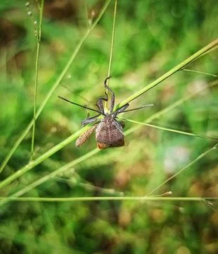 Rice stink bug head Stock Photos