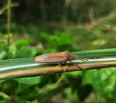 Rice stink bug Stock Photos