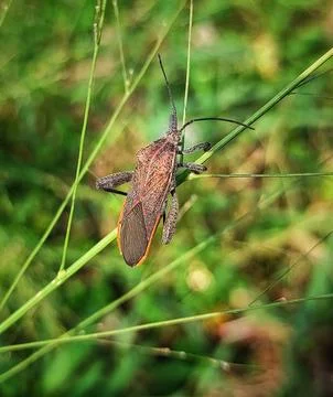 Rice stink bug ready to flying Stock Photos