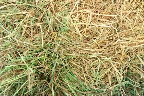 Rice straw background Stock-Fotos