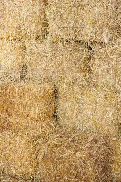 Rice straw bales Stock Photos