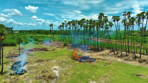 Rice Straw Burning - Aerial View By a Drone Stock-Footage 249548943