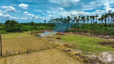 Rice Straw Burning Stock-Footage 249548851