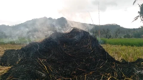Rice straw Stock Footage 258114267