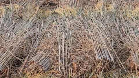 Rice straw lying down 스톡 동영상 332556727
