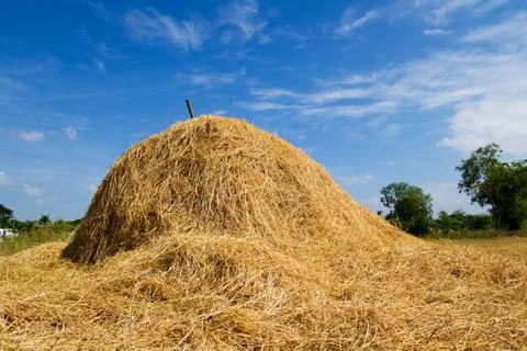 Rice straw Foto stock