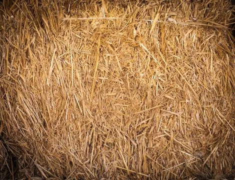 Rice straw Stock Photos