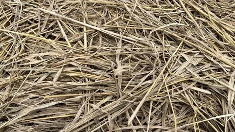 Rice straw texture close up background Foto stock