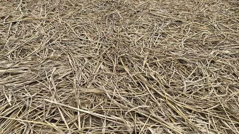 Rice straw texture close up background Foto stock