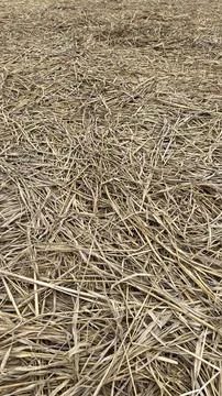Rice straw texture close up background Fotos de archivo