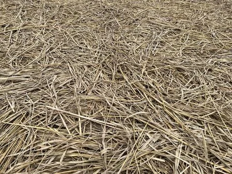 Rice straw texture close up background Fotos de archivo