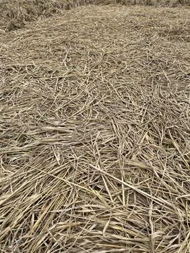 Rice straw texture close up background 库存照片