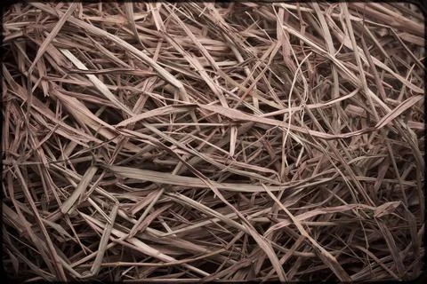 Rice Straw Texture Pattern rice straw for background Foto stock