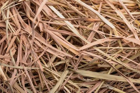 Rice Straw Texture Pattern rice straw for background Stock Photos