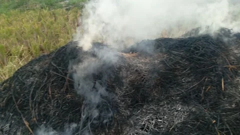 Rice straw2 Stock Footage 258114308