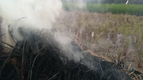 Rice straw3 Stock Footage 258114268