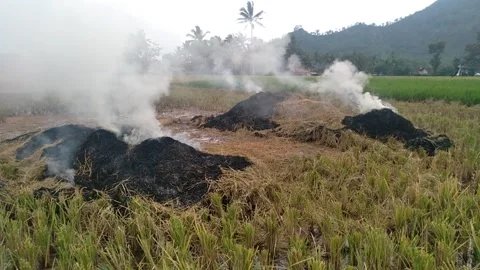 Rice straw4 Stock Footage 258114266