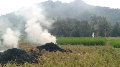 Rice straw5 Stock Footage 258114298