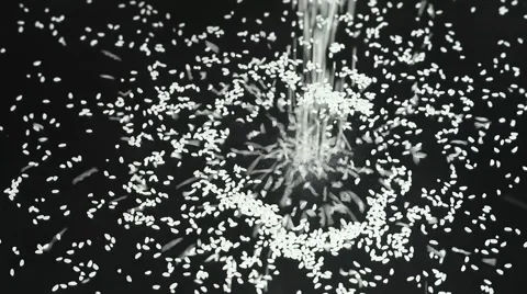 Rice strewed Stock Footage 62068498