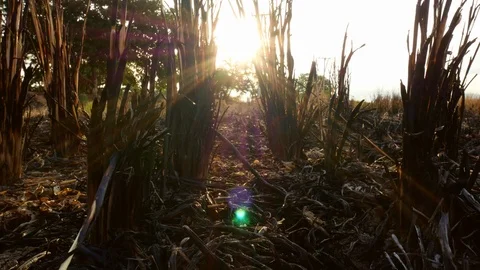 Rice stump remaining after rice harvest with sunset in summer day.	 Stock Footage 114552736