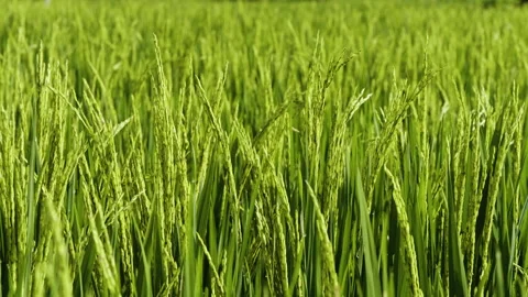 Rice Swaying in the Wind, Bali Stock Footage 147290539