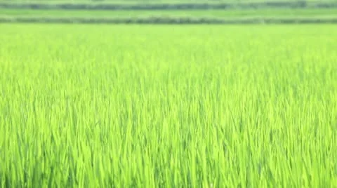 Rice swaying in the wind Stock Footage 11520918
