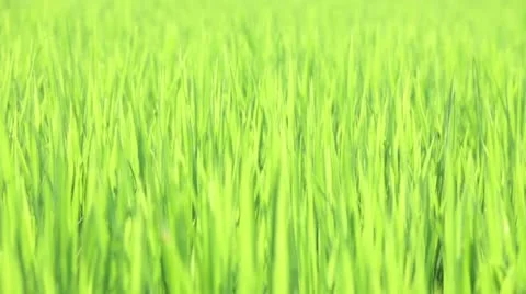 Rice swaying in the wind Stock Footage 11520922