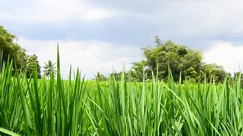 Rice swaying in the wind Stock Footage 236811668