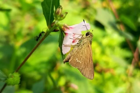 Rice swift butterfly perched on urena lobata flower Stock Photos