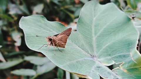 Rice swift Video stock 304704881