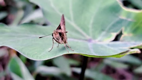 Rice swift Video stock 304704888