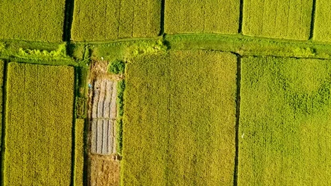 Rice Terrace from above Stock Footage 106695451